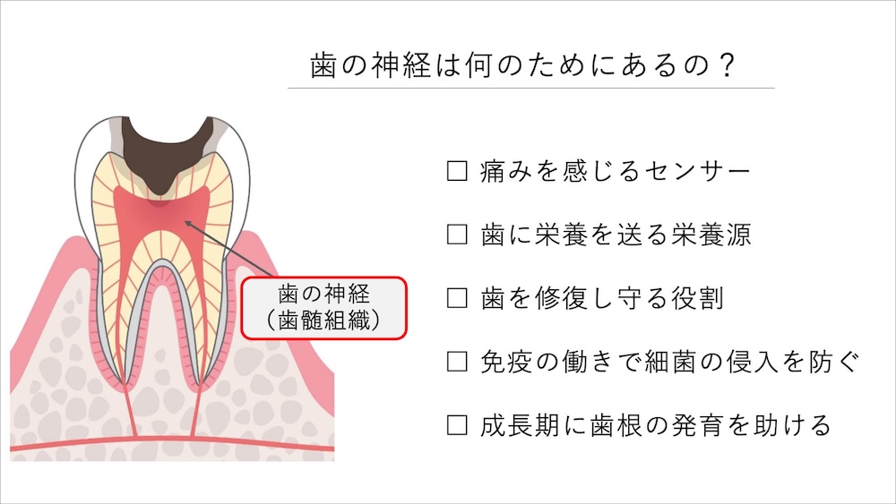 歯髄の構造と役割