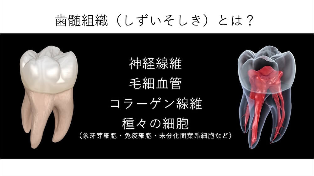 歯髄組織とは?