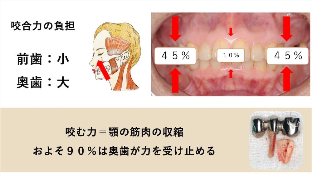 特に奥歯は噛む力が強い